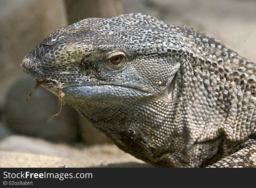 Black-throated monitor 1