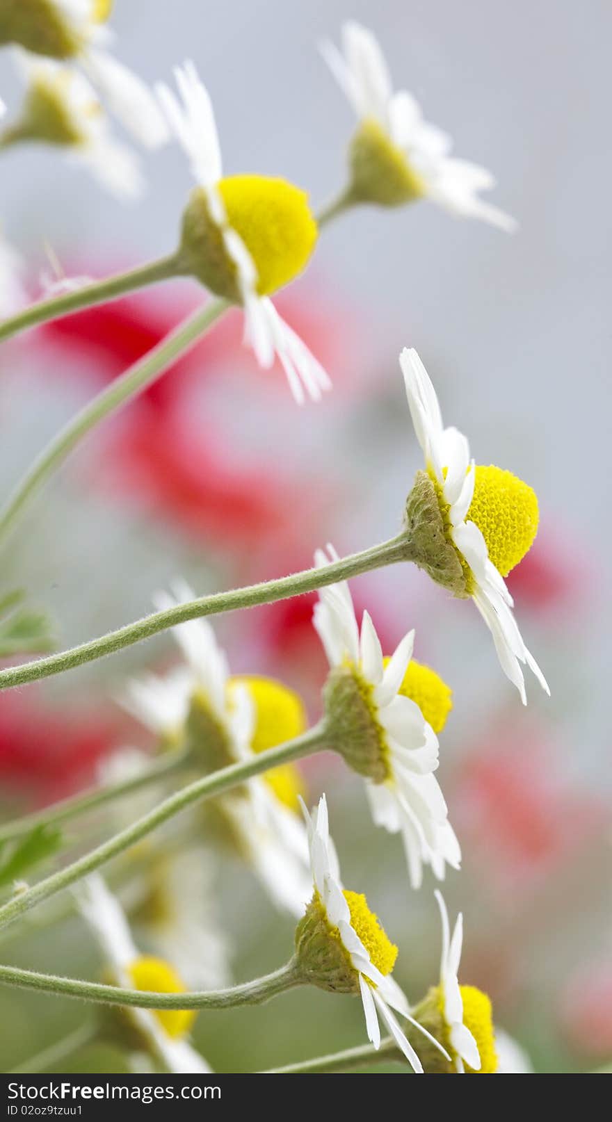 White and yellow daisies on field