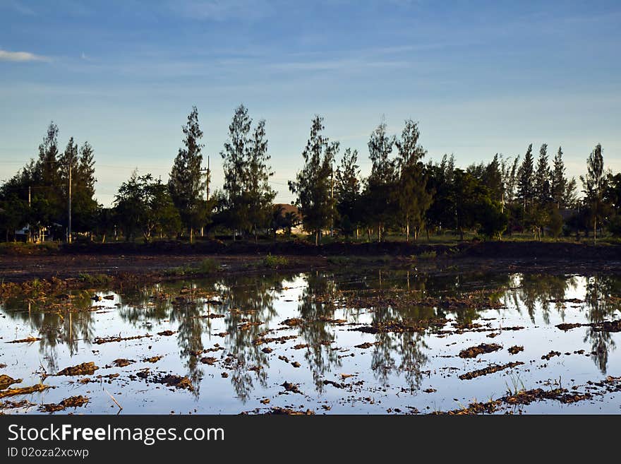 In The Morning At  Rice Field ,