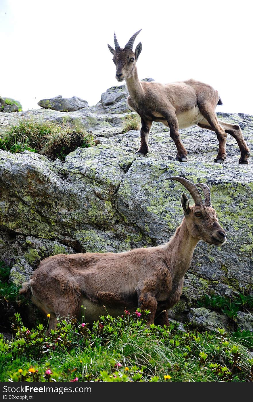 Very near couple of ibex, a female (lower part) and its kid (upper part). Very near couple of ibex, a female (lower part) and its kid (upper part).