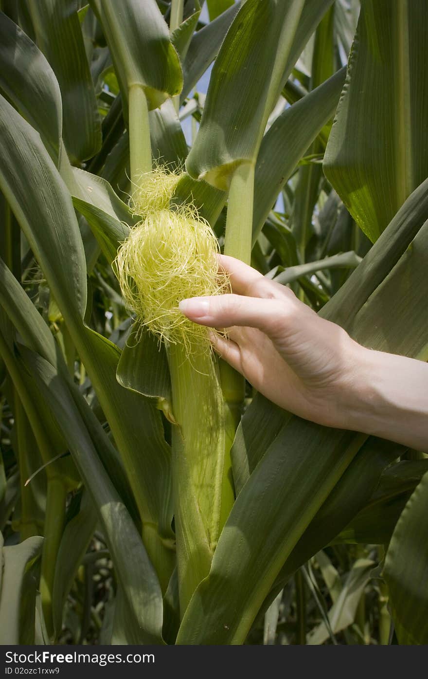 Hands touching a young corn stalk in the field. Hands touching a young corn stalk in the field.