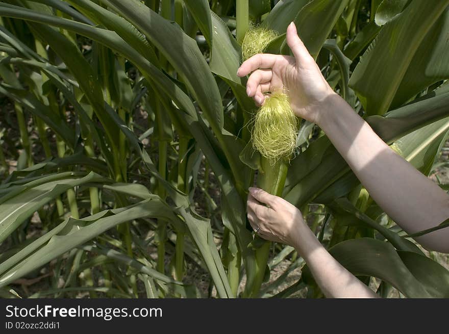 Woman's hands touching an ear of corn in the field. Woman's hands touching an ear of corn in the field.