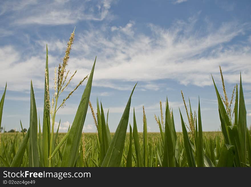 Open Blue Sky Corn Field.