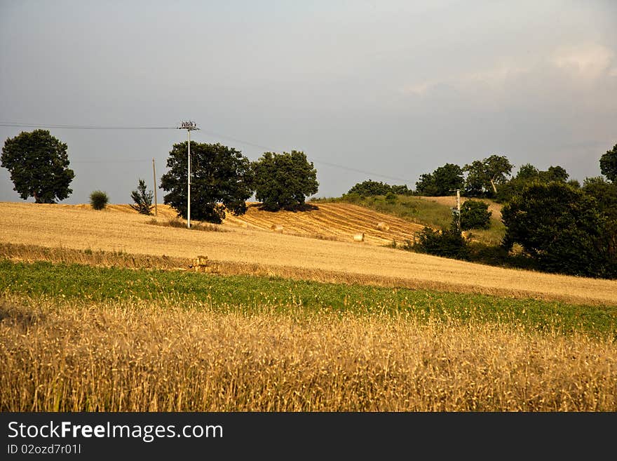 Fields cultivate to vineyard in tuscany, italy. Fields cultivate to vineyard in tuscany, italy