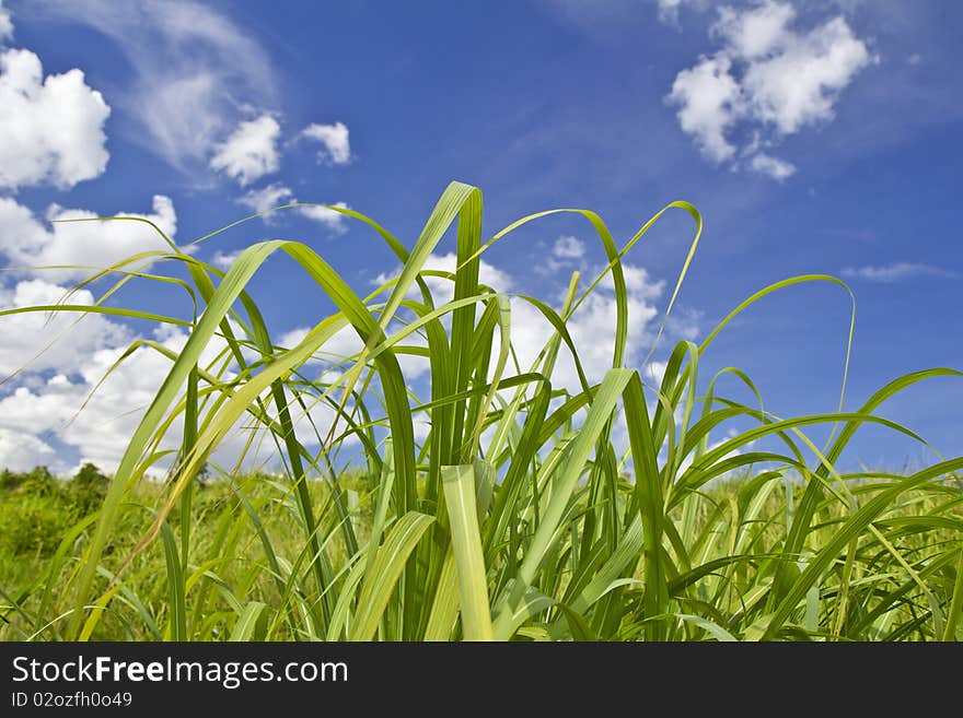 Green grassland with bright sky