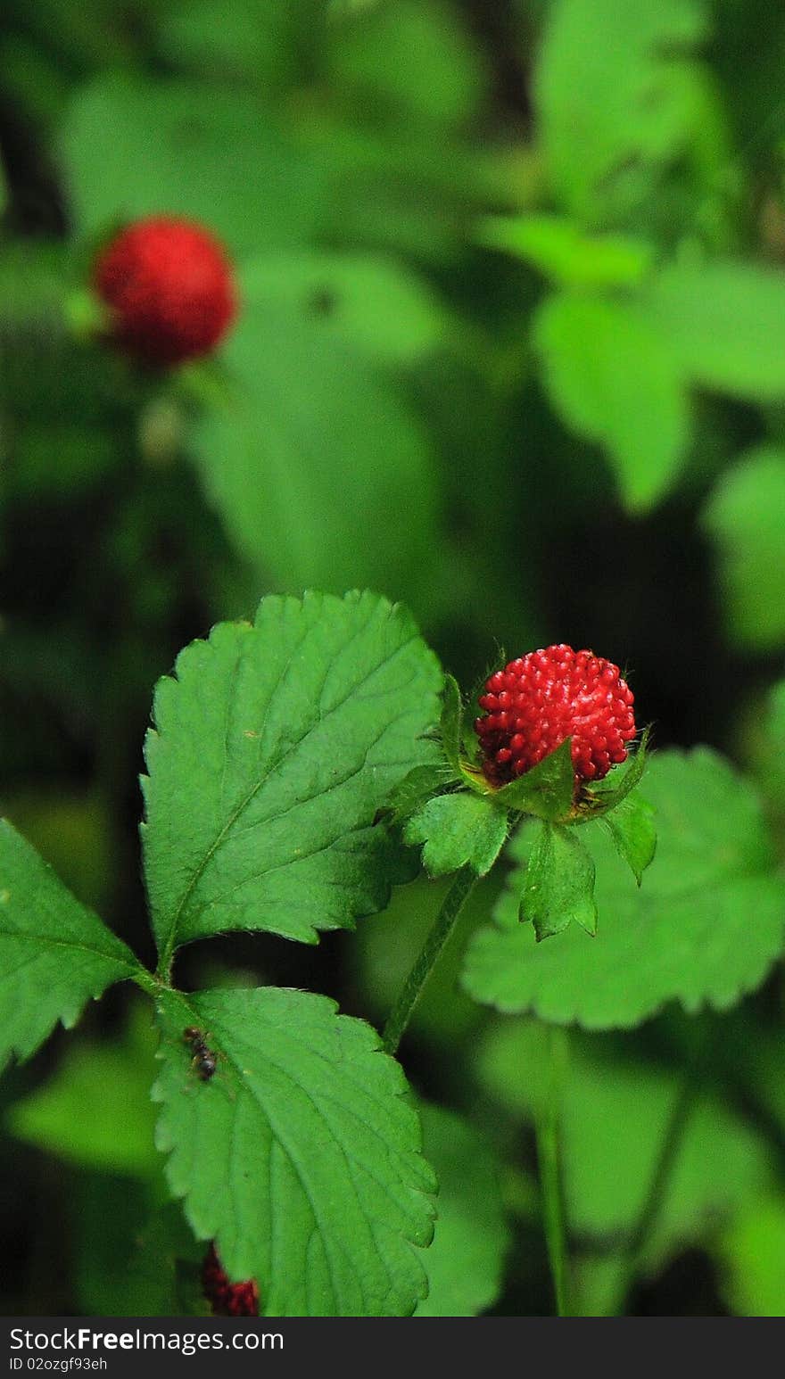 Ripe Berries