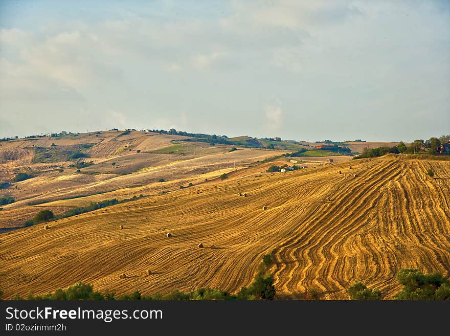 Fields cultivate to grain in campania italy. Fields cultivate to grain in campania italy