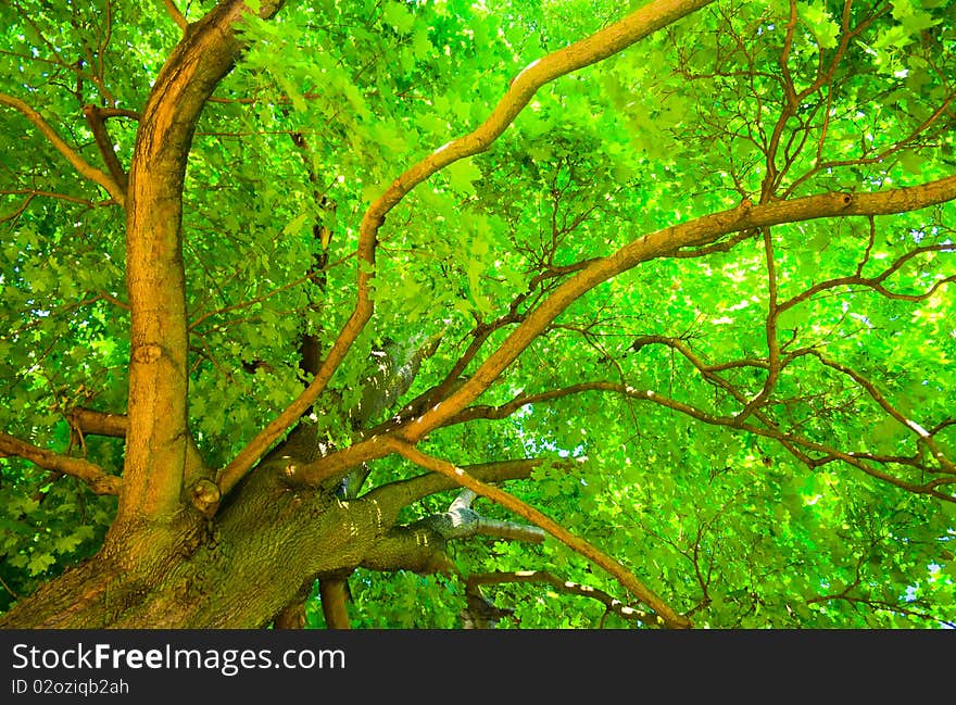 Looking up into tree lush in summer. Looking up into tree lush in summer