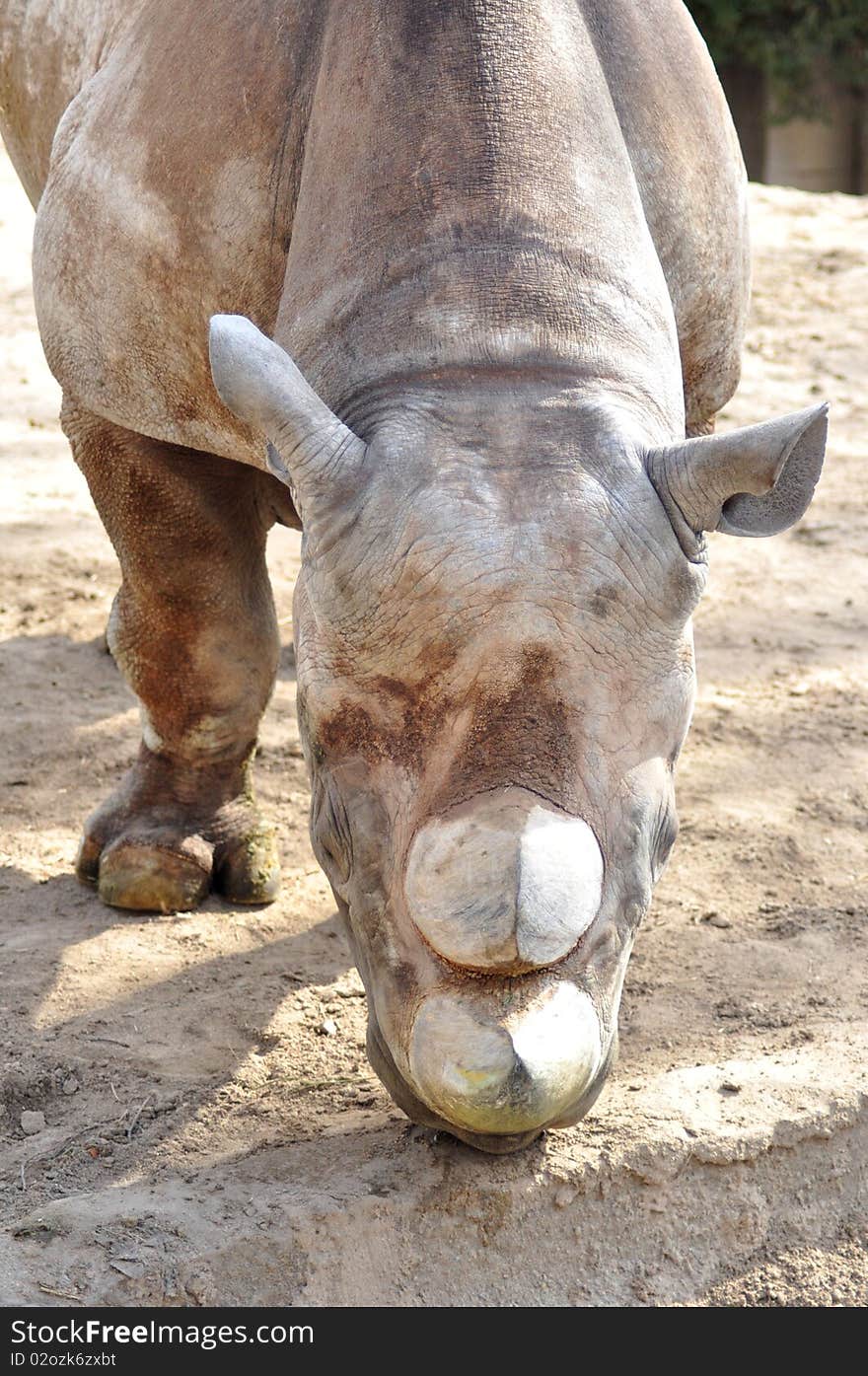 Large muscular Rhino with horns