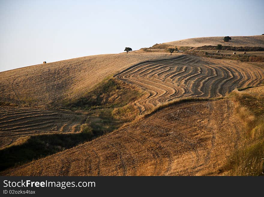 Fields cultivate to grain in campania italy. Fields cultivate to grain in campania italy