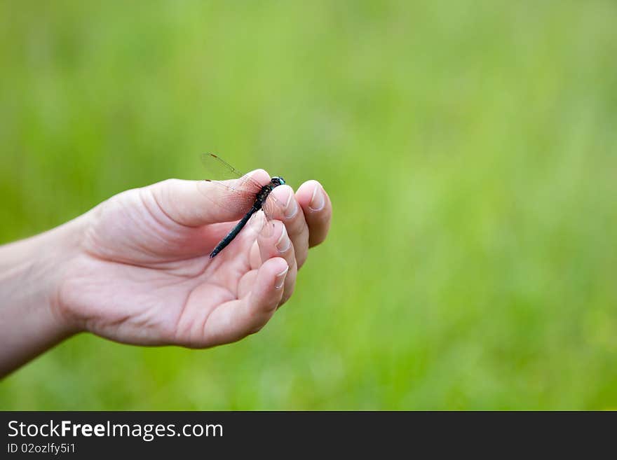 Human hand holding a dragonfly on green background.