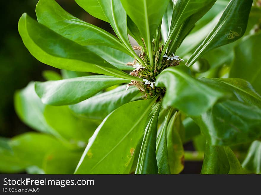 Close up of a tropical plant