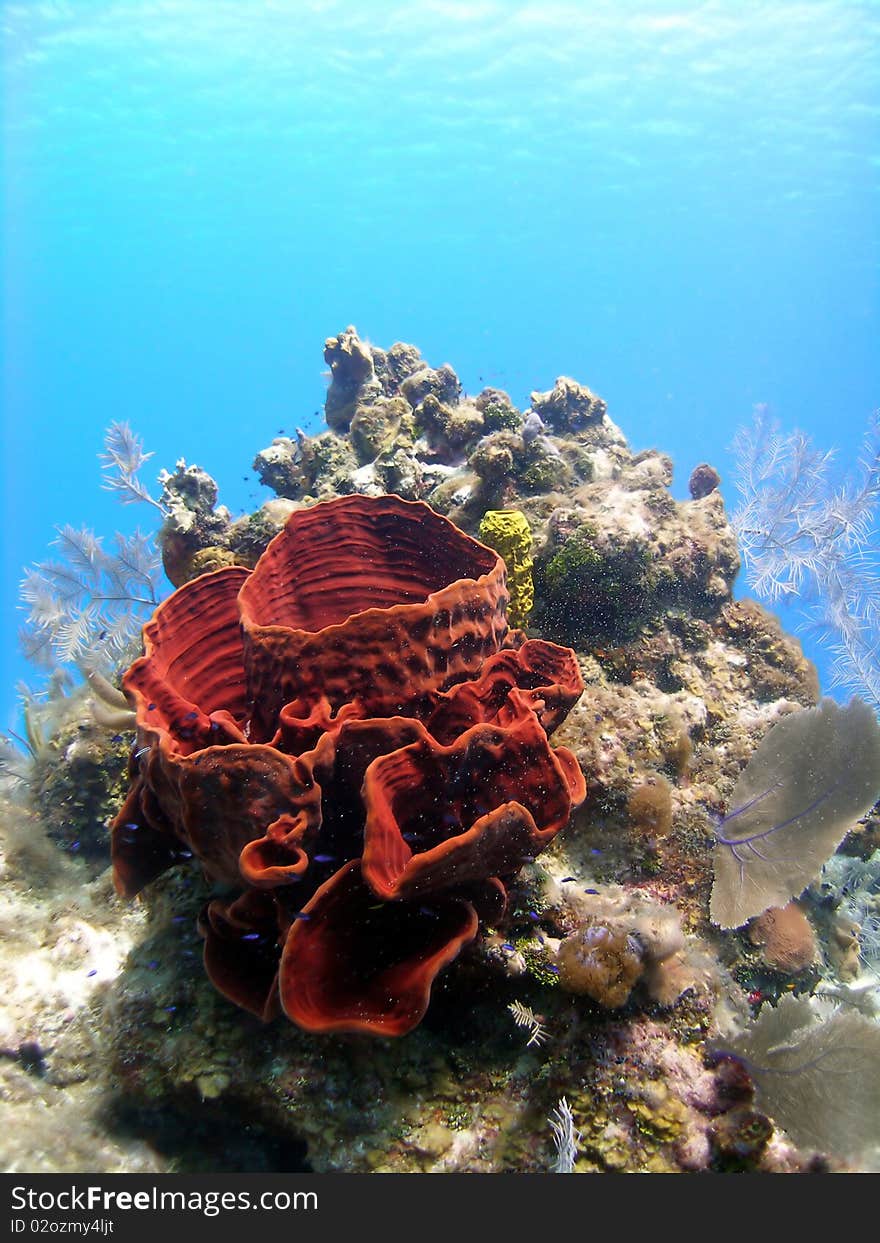 A colourful Caribbean reef scene, featuring a bright red sponge and other soft corals in beautifully clear blue water. A colourful Caribbean reef scene, featuring a bright red sponge and other soft corals in beautifully clear blue water.