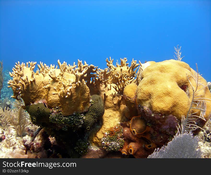 A beautiful coral reef scene made up of hard and soft corals, sponges, fans and fire coral all within a stunningly blue ocean.