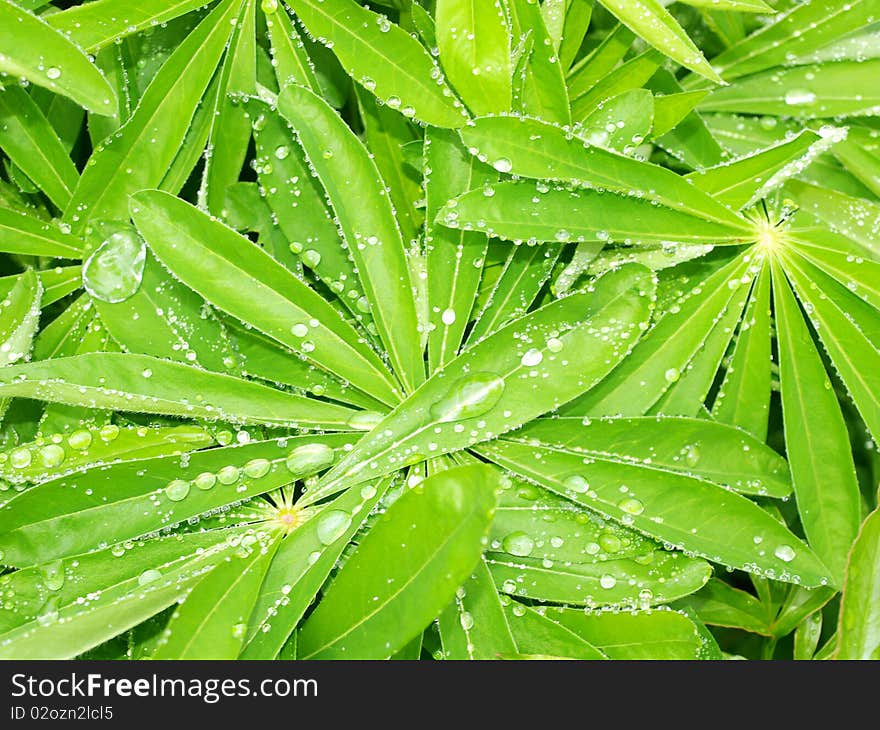 Green leaves with morning dew