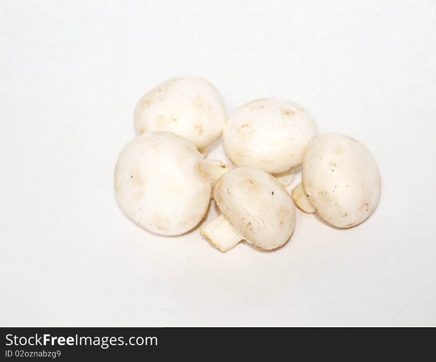 Agaricus bisporus on a white background