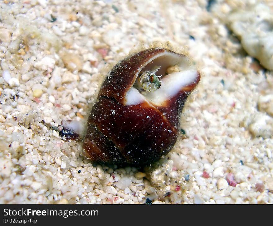 This blenny is hiding away in this shell waiting for food to float by. 

Blennies are generally small fish, with elongated bodies (some almost eel-like), with relatively large eyes and mouth. This blenny is hiding away in this shell waiting for food to float by. 

Blennies are generally small fish, with elongated bodies (some almost eel-like), with relatively large eyes and mouth.