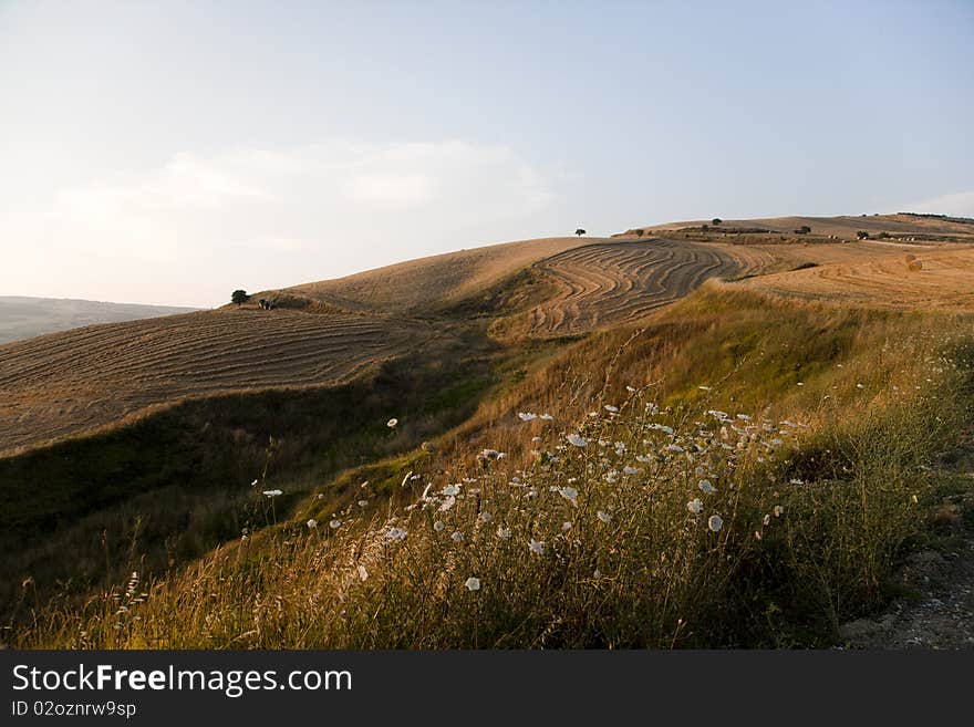 Fields cultivate to grain in campania italy. Fields cultivate to grain in campania italy