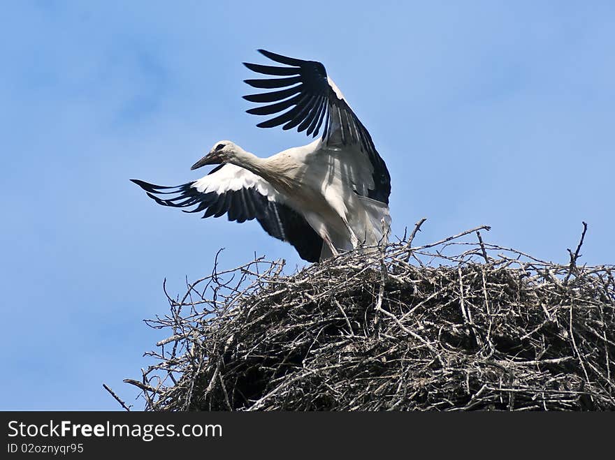 Young Stork