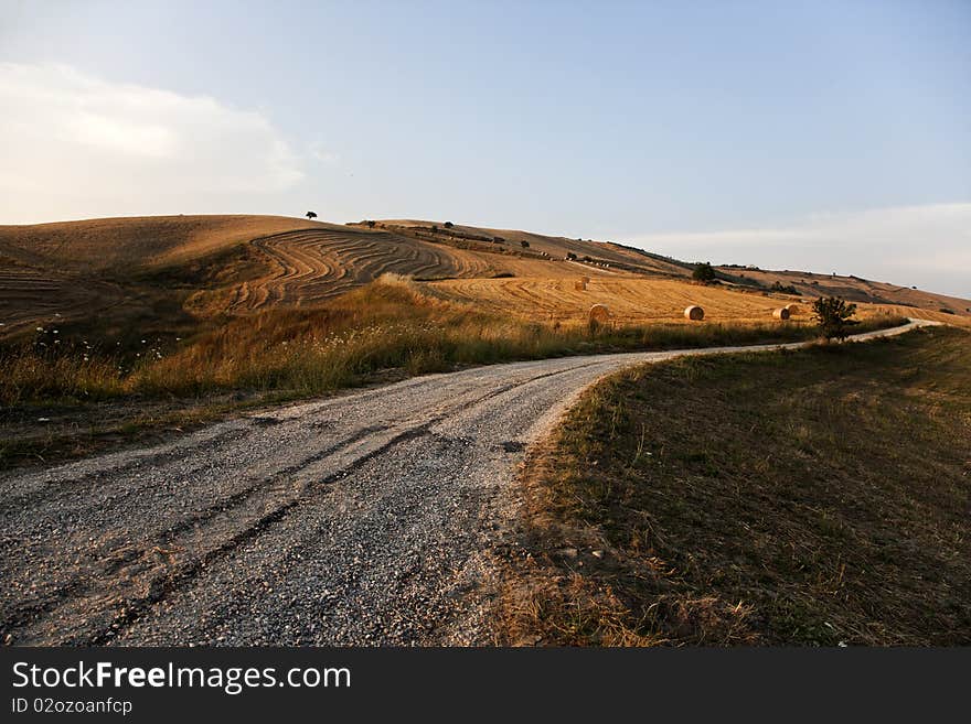 A road and a Fields grain in with daisy