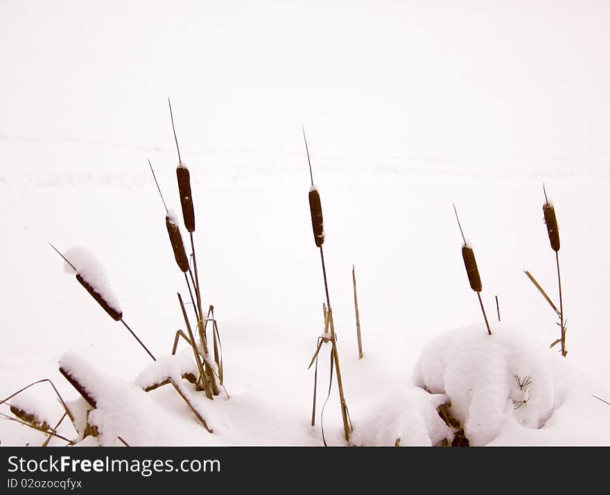 Dry reeds at the lake in winter. Dry reeds at the lake in winter