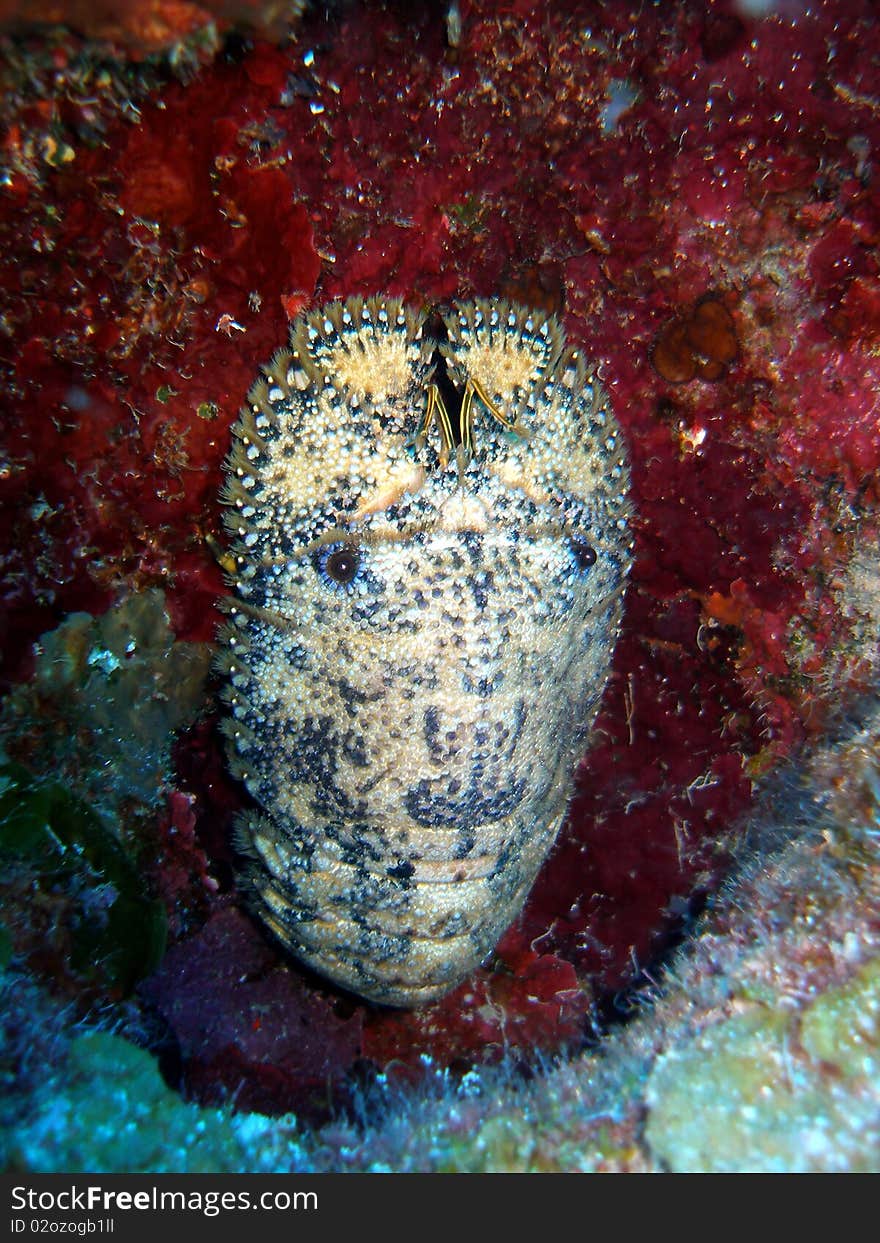 A slipper lobster hides away in a crevice in the daytime, waiting for the safety of nighttime when he will openly walk all over the reef looking for food.