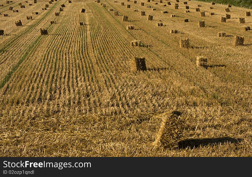 Hay on the field in the morning light.