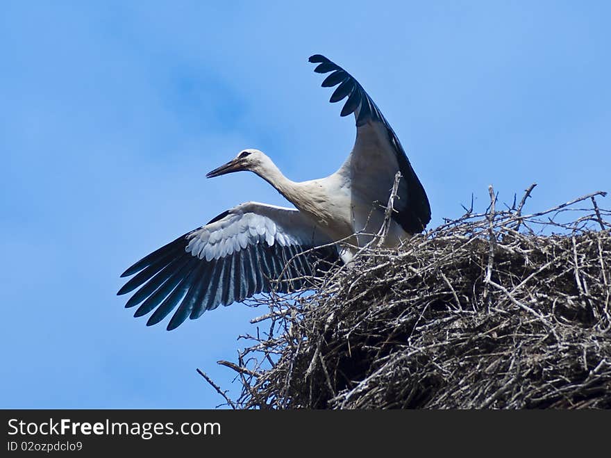 Young stork