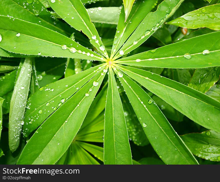 Green leaves with morning dew