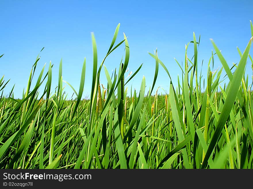 Green lush grass on a summer meadow