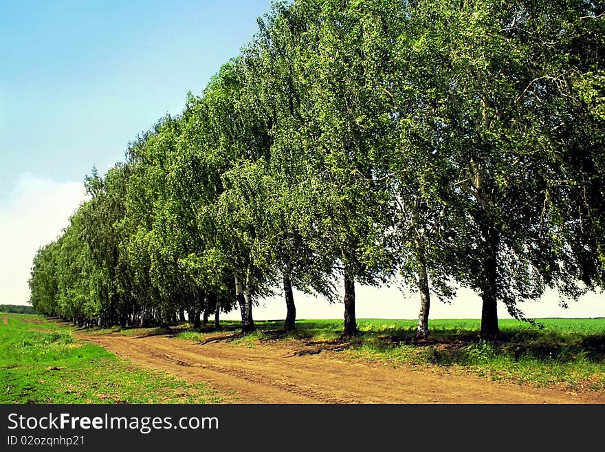 Country road letoms trees along the road. Country road letoms trees along the road