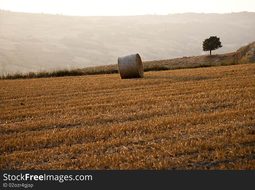 Tree and a Fields grain with bale