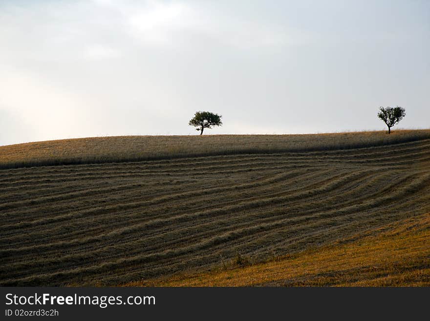 Fields cultivate to grain in campania italy. Fields cultivate to grain in campania italy