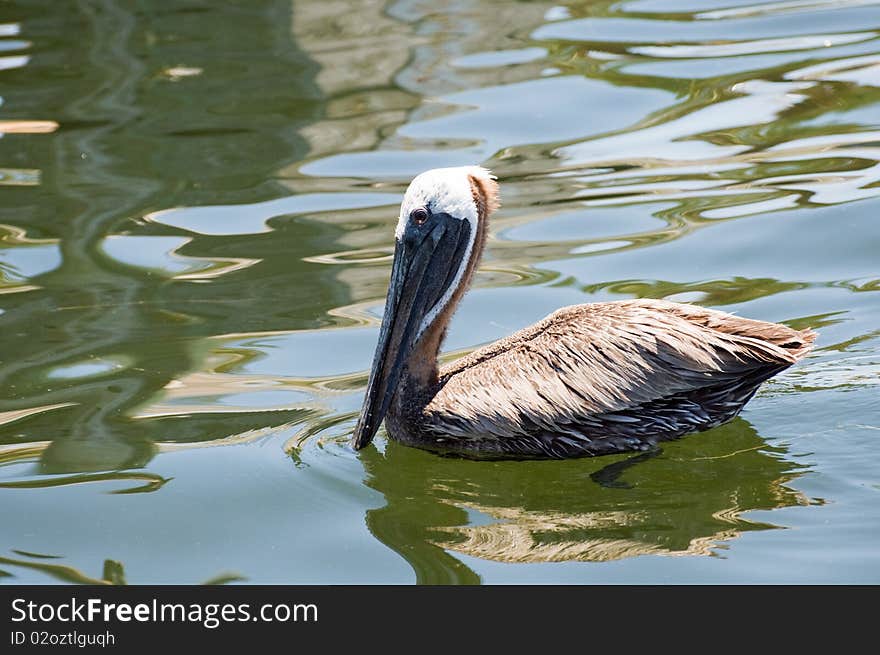 Swimming Pelican