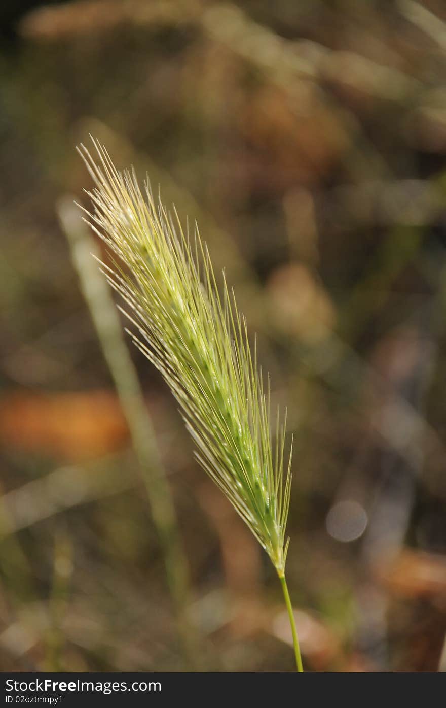 Grass seed