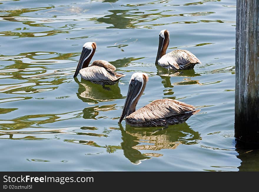 3 Swimming Pelicans