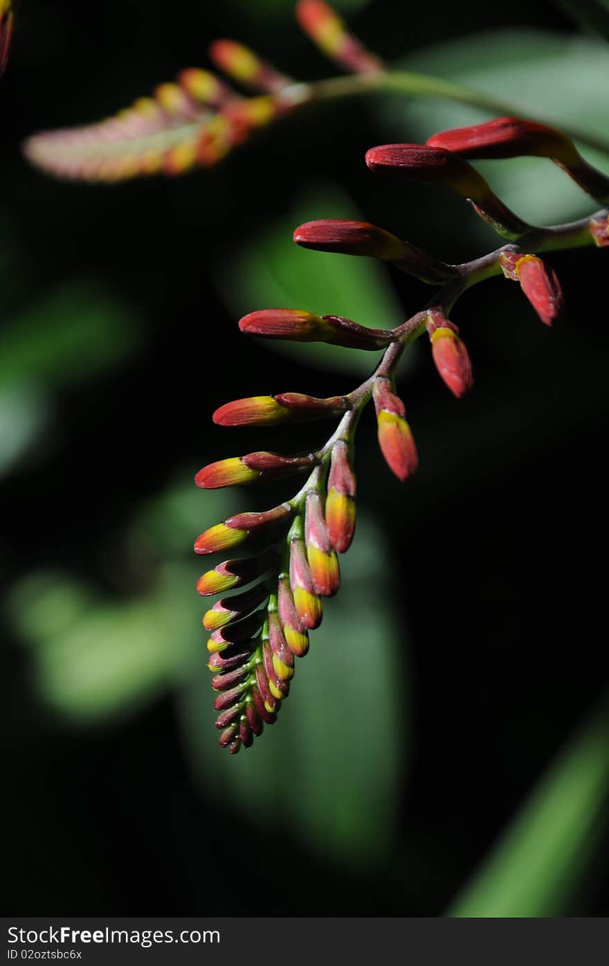 Flower Bud