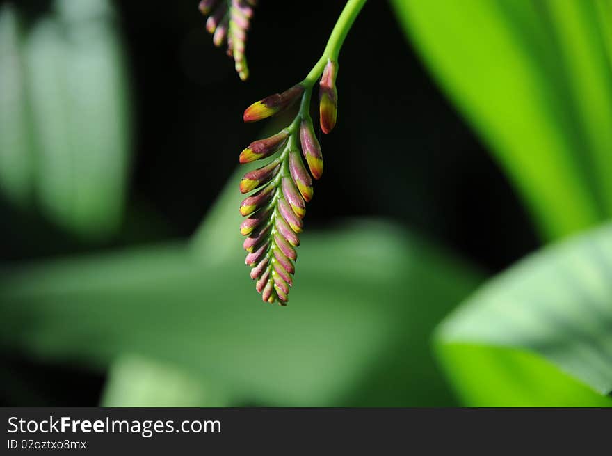 Flower Bud