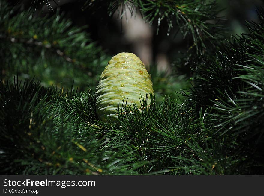 Green pine cone nestled amongst pine leaves and branches, covered in resin.