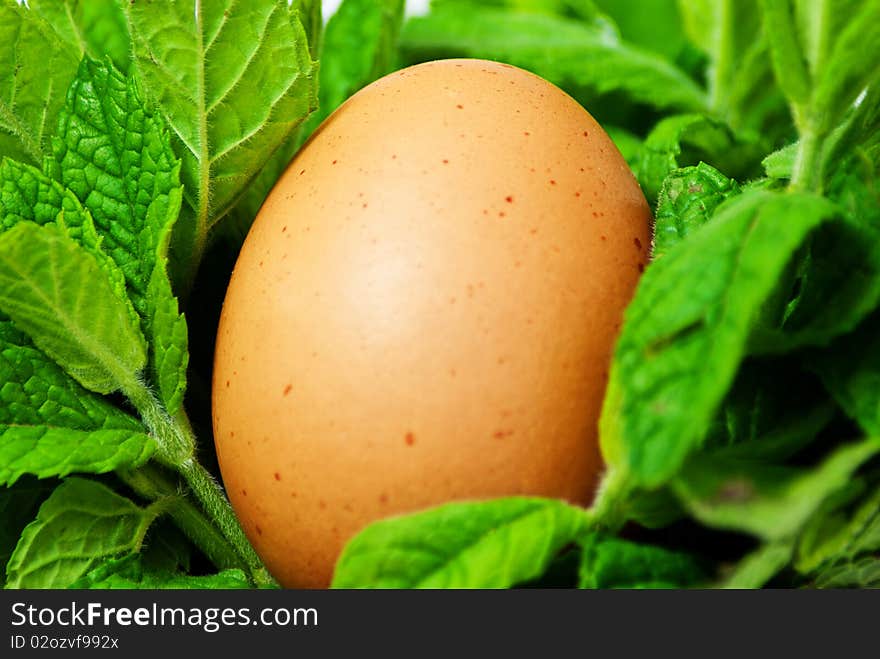 Egg supported between green herbs. Egg supported between green herbs