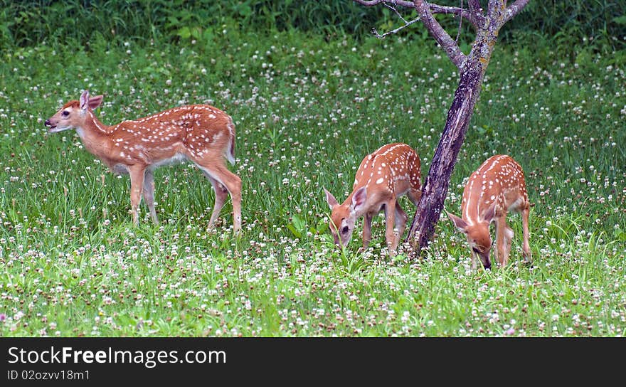 Triplett Fawns