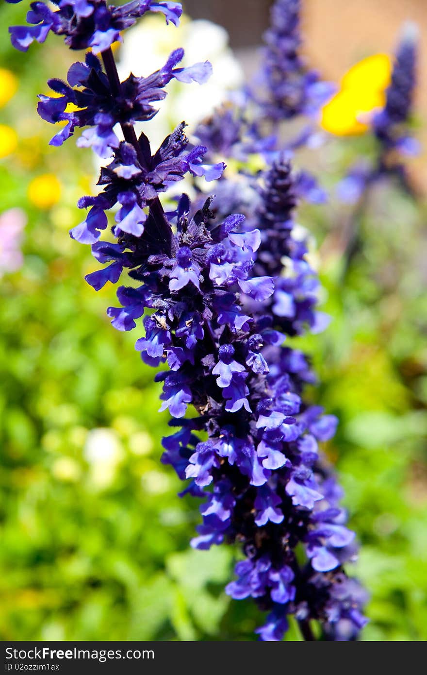 Purple Orchids