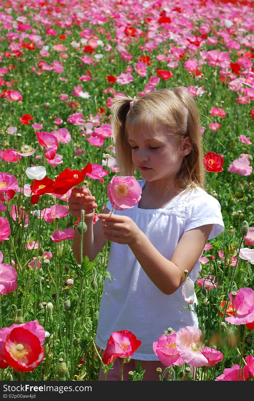 Cute little blonde girl in a poppy field. Cute little blonde girl in a poppy field