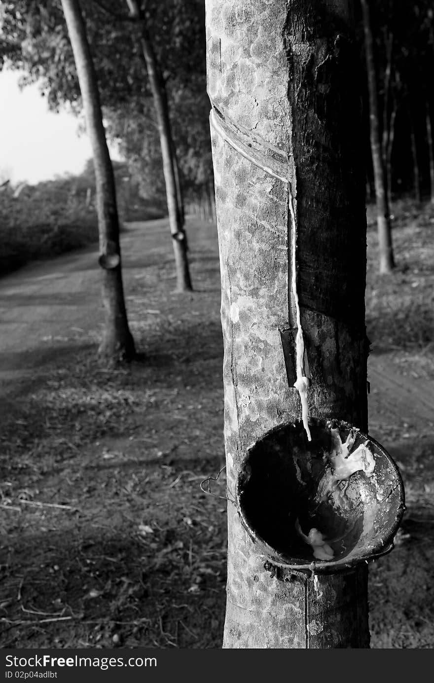 Rubber Tree Dripping Sap