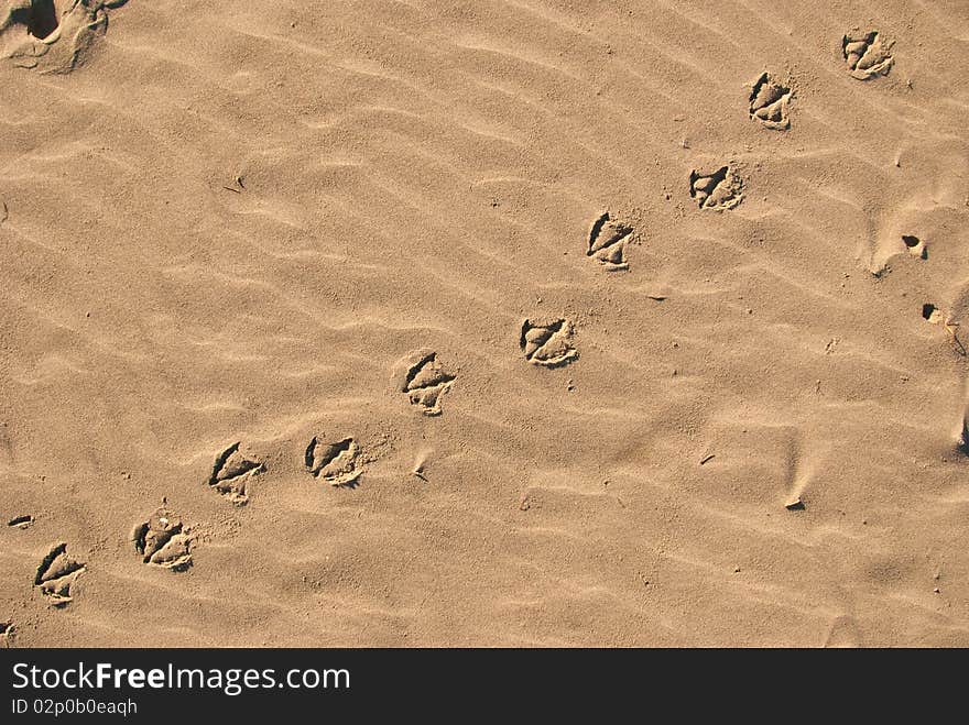 Sea Gull Tracks