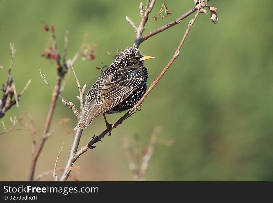 sturling female are waiting for the partner. sturling female are waiting for the partner