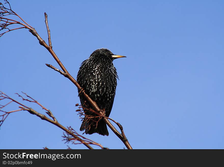 starling male just has arrived. starling male just has arrived