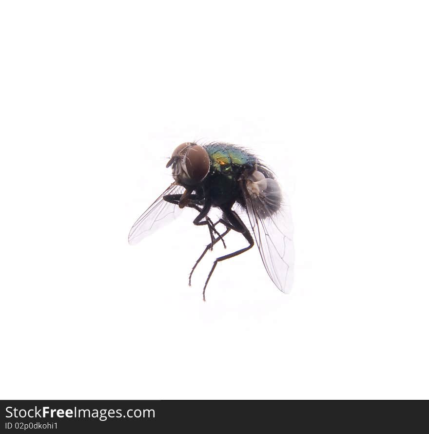 Shot of a flying insect