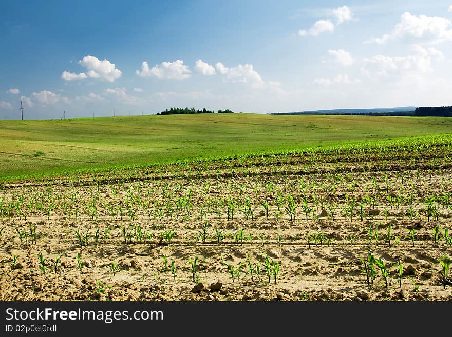 Corn growing in the field