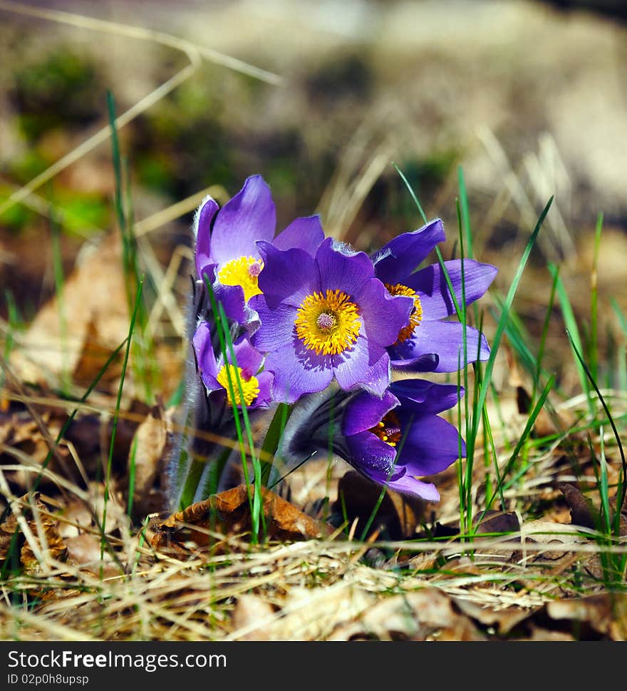 Blue pasqueflower in spring